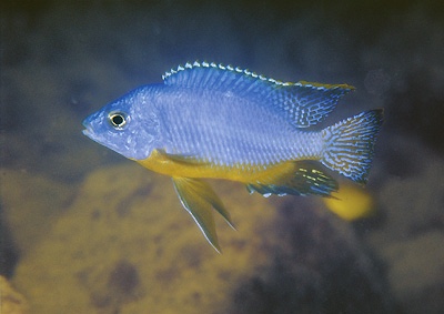 Protomelas taeniolatus 'Chitande Island'